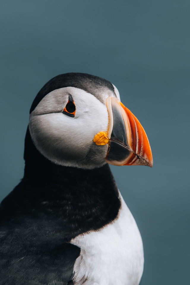 Posed Puffin