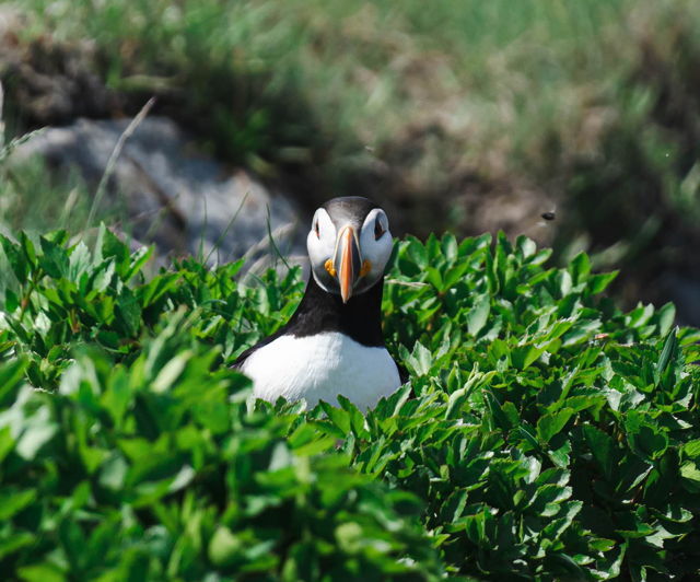 Puffin Looking at the Camera