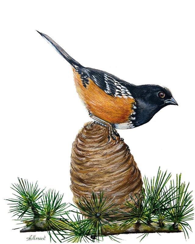 Spotted Towhee