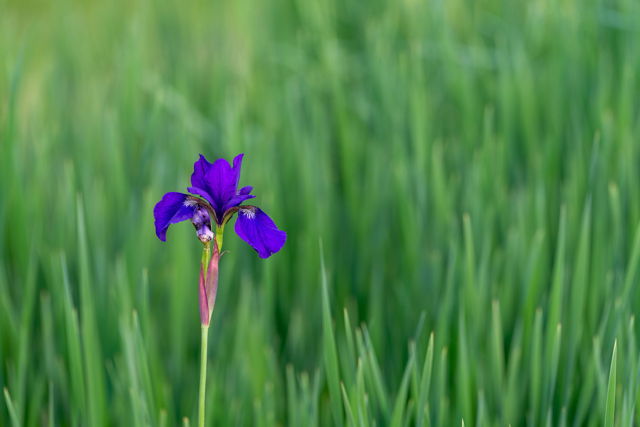 Single Iris