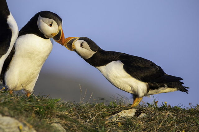Puffin Love