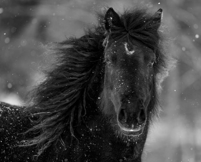 Cailleach the Newfoundland Pony