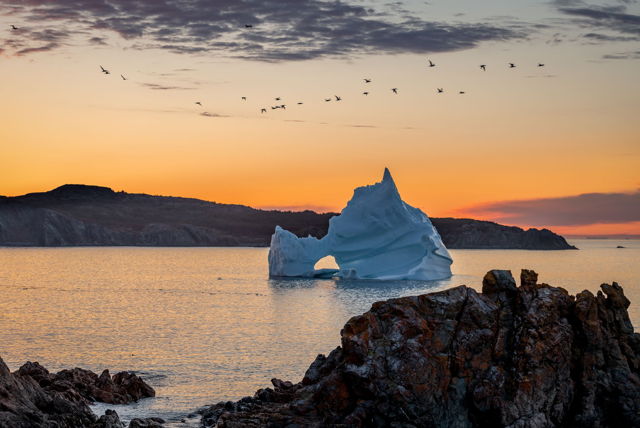 Twillingate bergs and Gannetts w