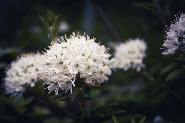 Labrador Tea
