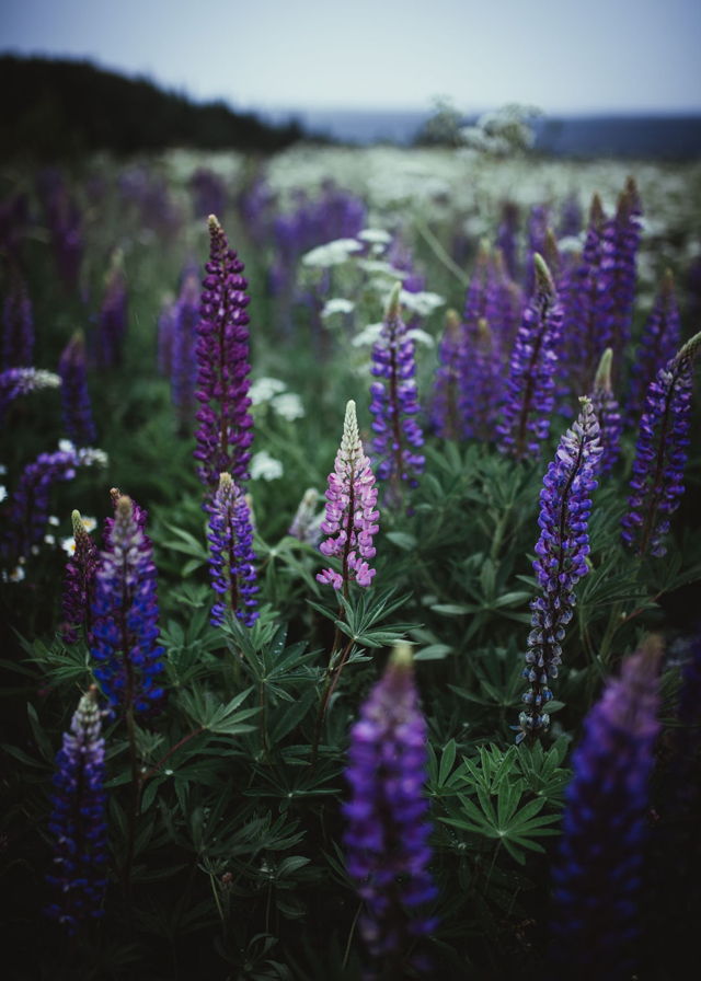 Lupins at Blue Hour