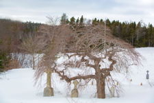 Graveyard and Tree at Mobile