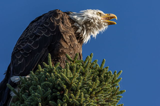 Screaming Eagles
