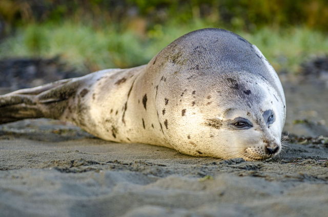 Salmon Cove Seal