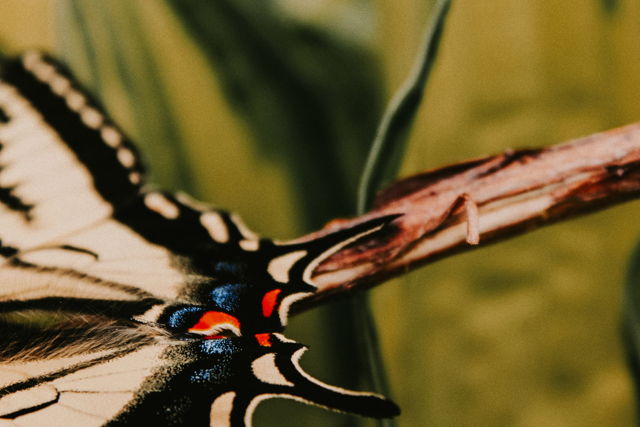 Butterfly