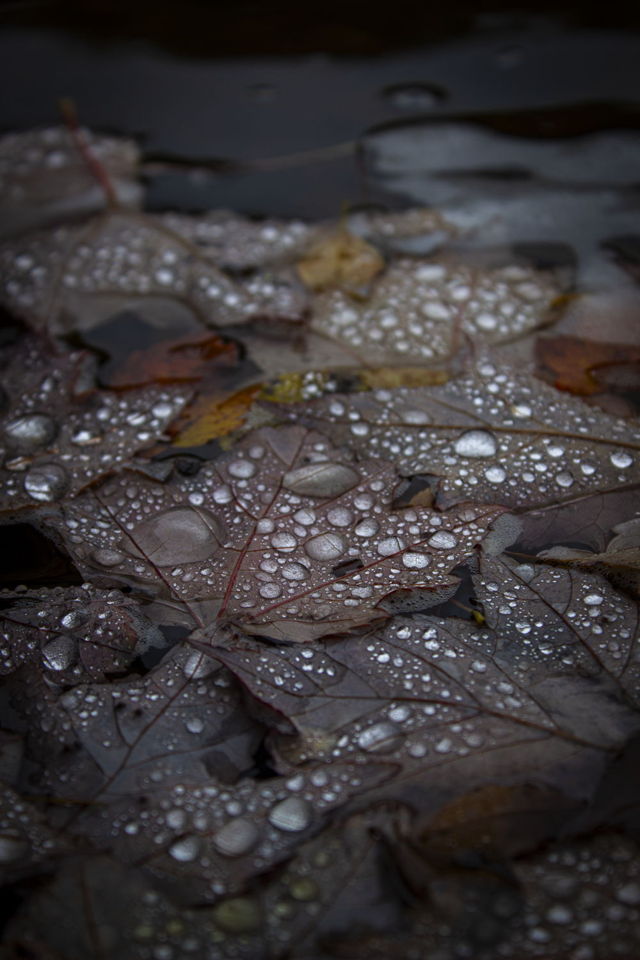 Floating Fall