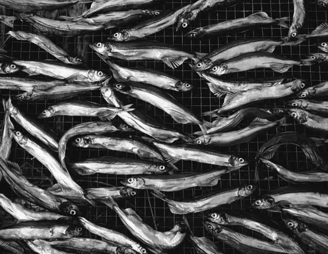 Drying Capelin