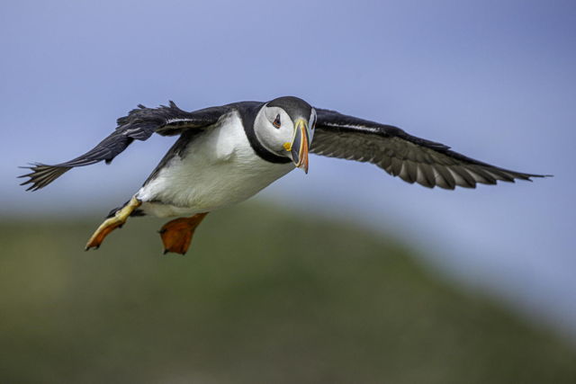 Puffin Flying Head On
