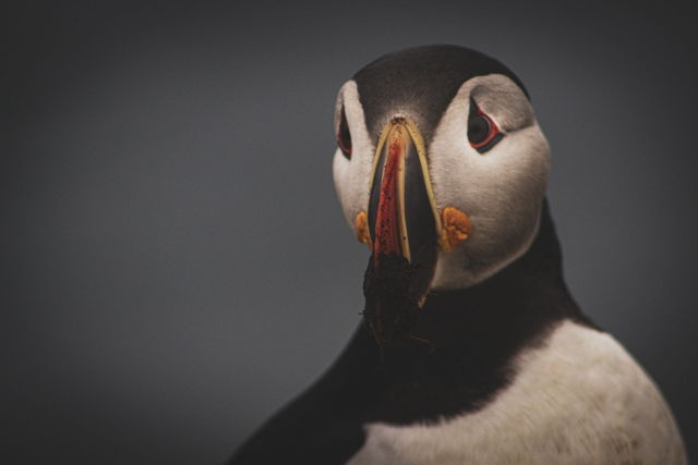 Burrow Beak