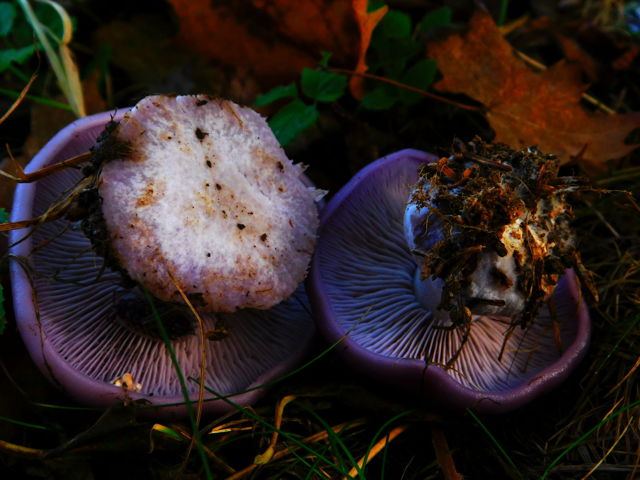 Foraging for Blewits
