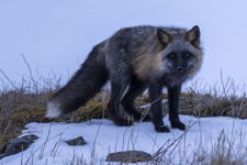 Close encounter on Signal Hill