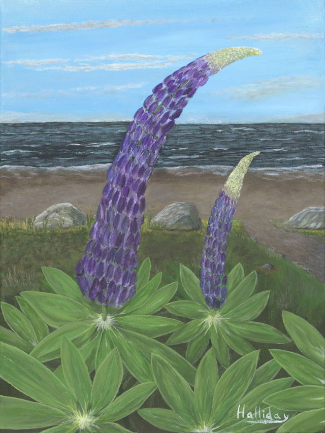 Lupins by the Beach