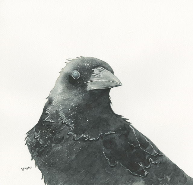 Corvus Queen