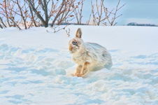 Snowshoe Hare II, Trinity East, NL