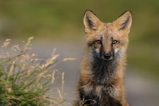 Smiley Fox