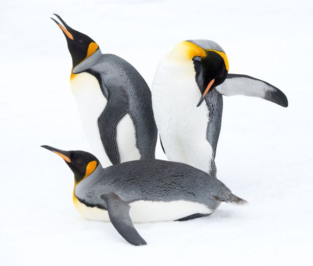 King Penguin Trio