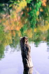 Autumn Colours. Manuels River