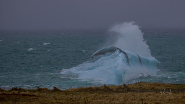 A small berg near Bonavista Lighthouse