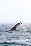 Humpback's Descent