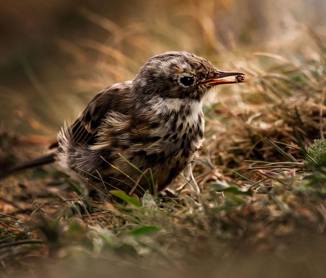 Baby Bird Snacks