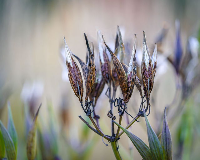 Seeds of Time