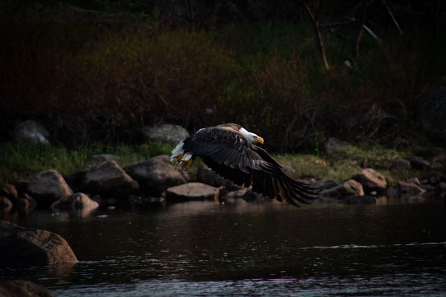 Bald Eagle in Flight