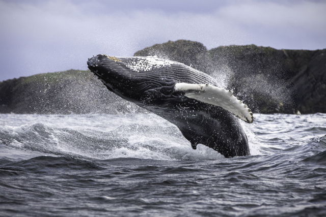 Breaching Whale at Bonavista
