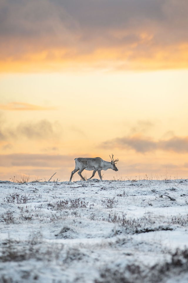 Sunset Caribou 2