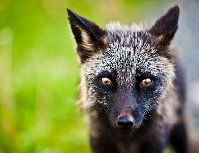 Silver Fox