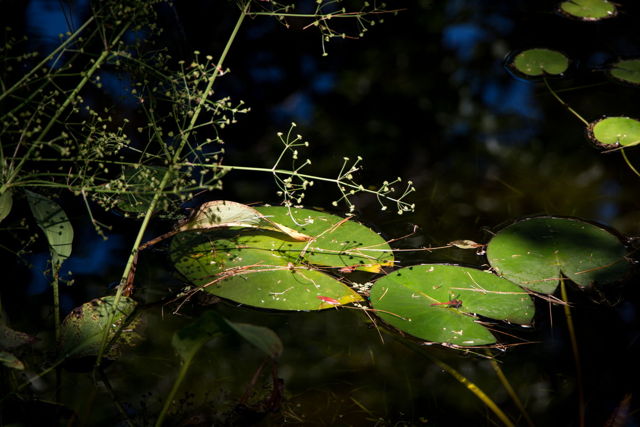 Lily pads