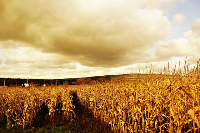 The Corn Field