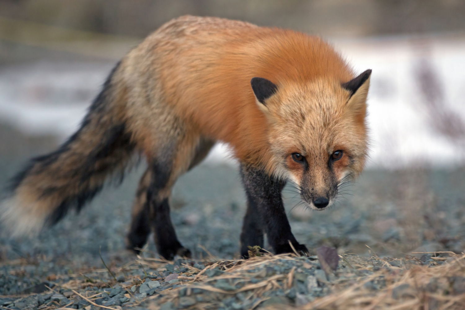 Red Fox | Alick Tsui | MARKET