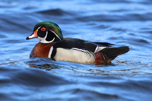 Wood Duck in St. John's
