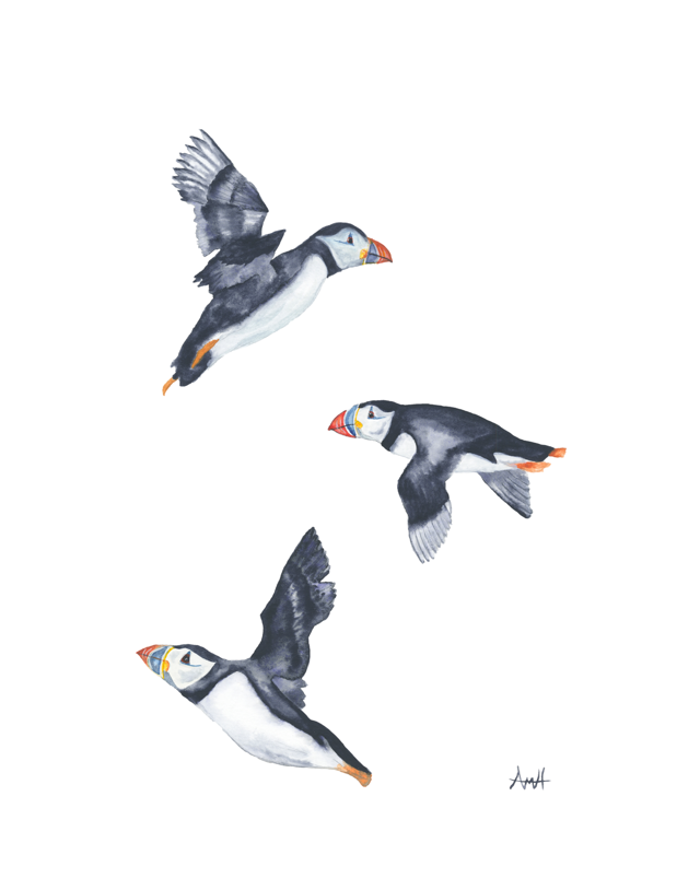 In This Together - Three Flying Puffins