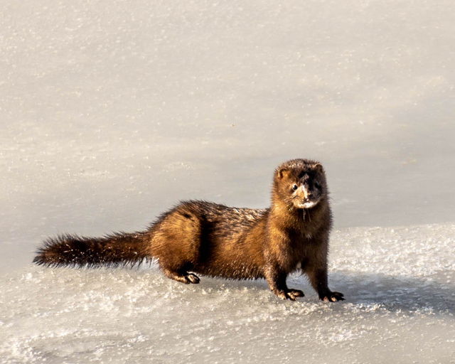Mink in Peggy's Cove