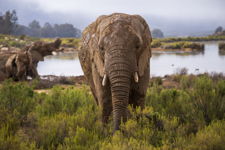 Elephant Spa