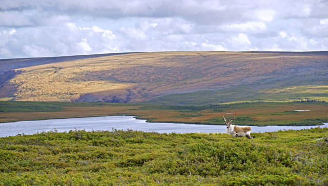Mad Dog caribou