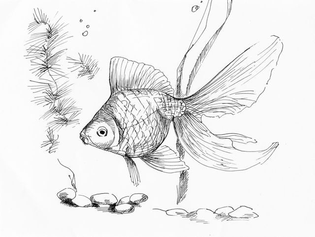 Goldfish