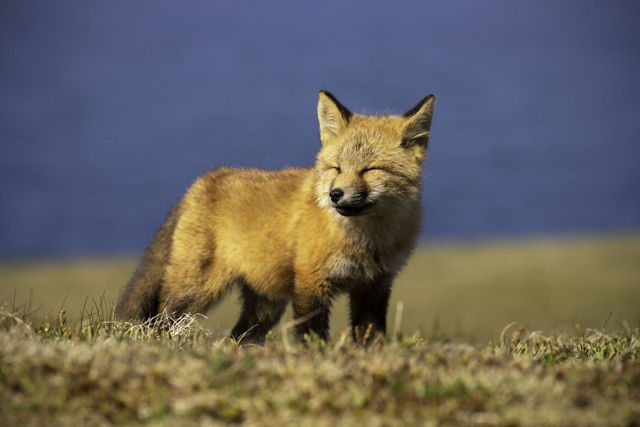 Fox Kit In Morning Light