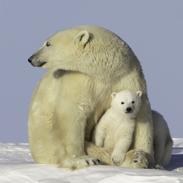 Chilling With Mama Bear