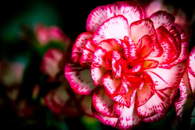 Carnation
