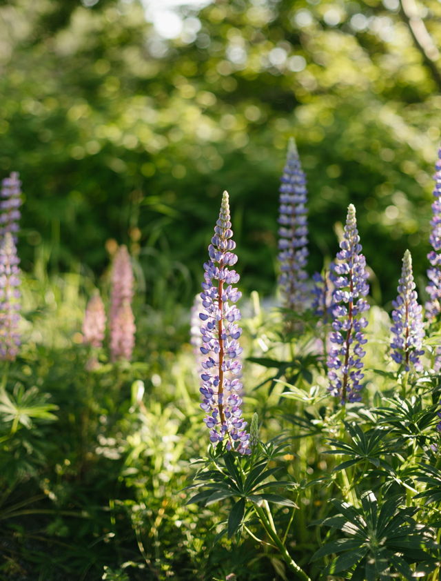 Lupine Season