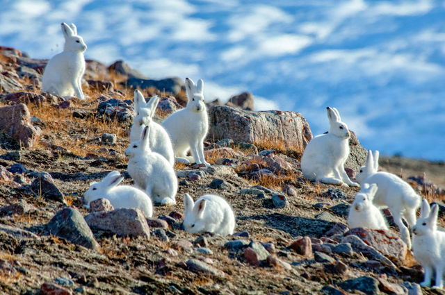 Drove of Arctic Hares