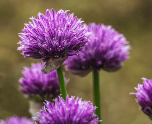 Chive Flower
