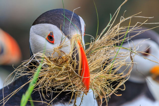 Puffin With A Mustache
