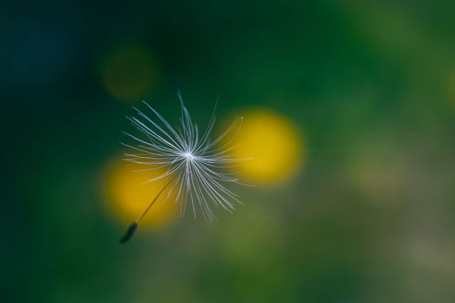 Floating Wishes
